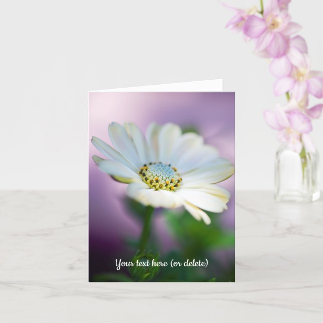 Cartão African Daisy Greeting Card (Orquídea)