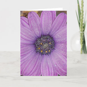 Cartão African Daisy Greeting Card
