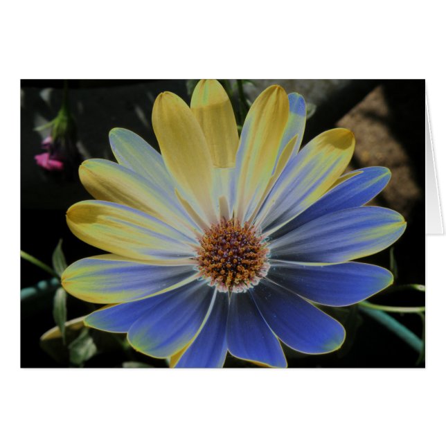 Cartão African Daisy Lapis e Dourada Greeting Card (Frente Horizontal)
