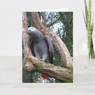 Cartão African Grey Parrot Greeting Card