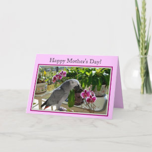 Cartão African Grey Parrot with Orchids