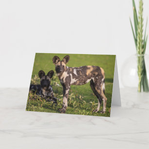 Cartão African Wild Dogs in Tanzania