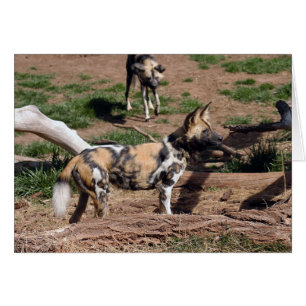 Cartão Africano Wild Dog 008