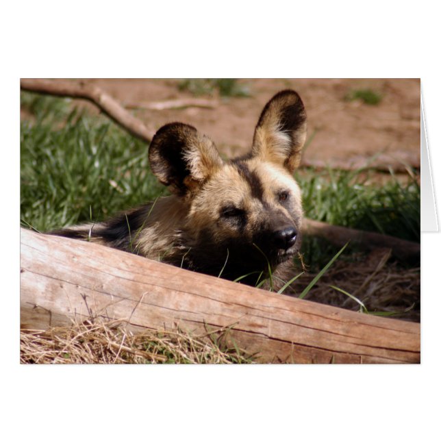 Cartão Africano Wild Dog 012 (Frente Horizontal)