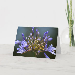 Cartão Agapantha Flower Card
