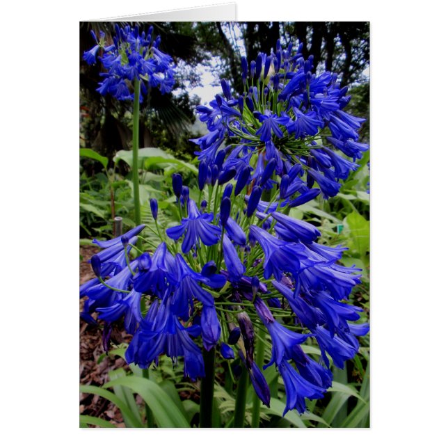Cartão Agapanthus (Frente)