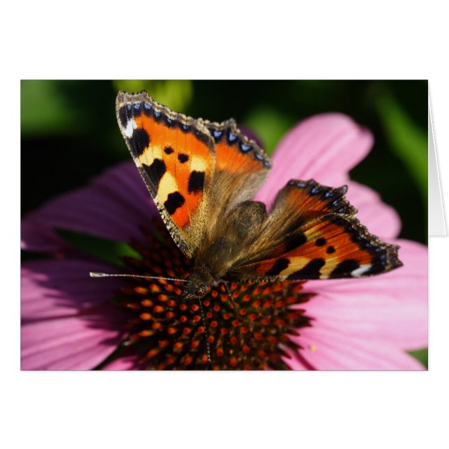 Cartão Aglais urticae (Frente Horizontal)