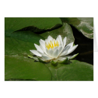 Cartão Água Lily