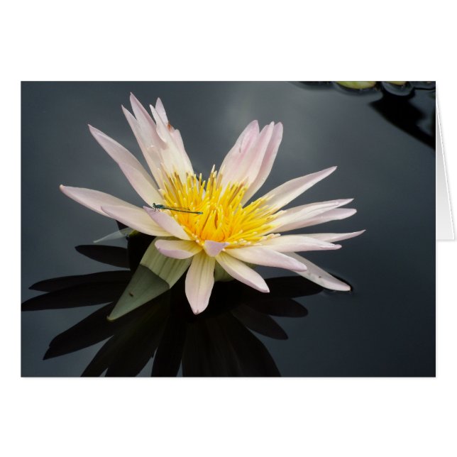 Cartão Água Lily com Dragonfly (Frente Horizontal)