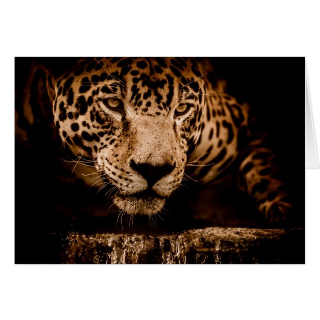 Cartão água onça perseguindo olhos (Frente Horizontal)