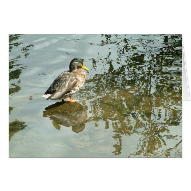 Cartão Águas silenciosas | (Frente Horizontal)