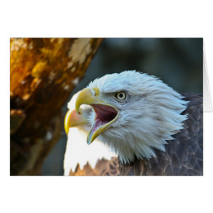 Cartão Águia americana