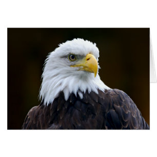 Cartão Águia americana americana