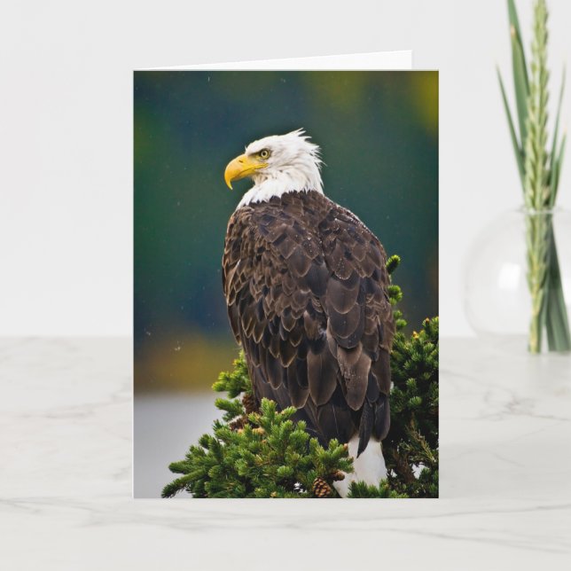 Cartão Águia Americana Careca Empoleirada (Frente)