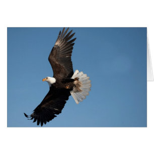Cartão Águia Americana em Voo
