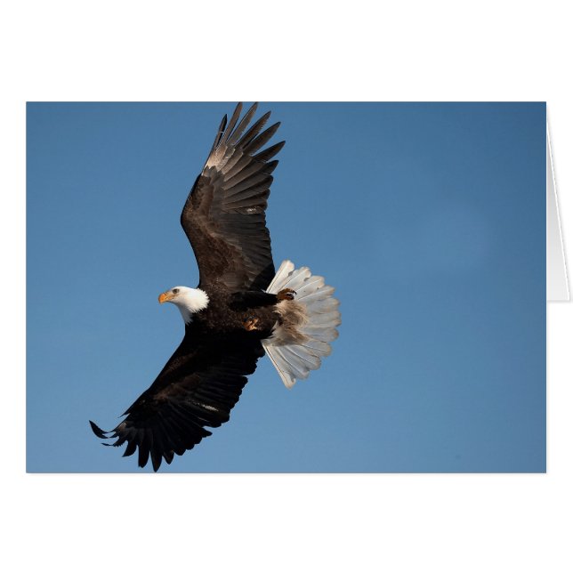 Cartão Águia Americana em Voo (Frente Horizontal)