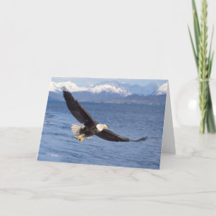 Cartão águia americana, Haliaeetus leucocephalus, em voo 