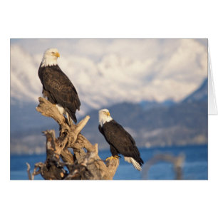 Cartão águia-careca, Haliaeetus leuccocephalus, casal
