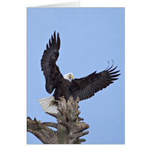 Cartão Águia-careca (Haliaeetus leucocephalus) com asas