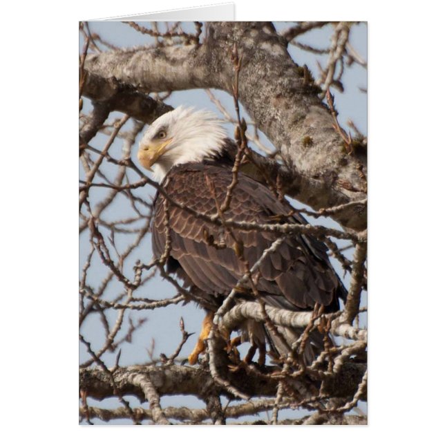 Cartão Águia-careca pregada em uma árvore (Frente)