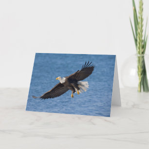 Cartão Águia-pescadora americana em voo