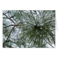 Agulhas de Snowy Pine Fotografia de inverno