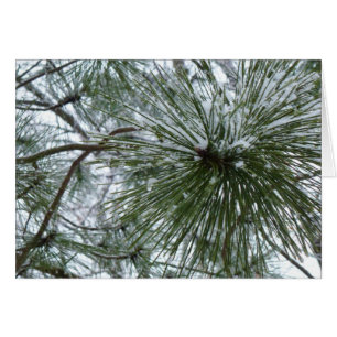 Cartão Agulhas de Snowy Pine Fotografia de inverno