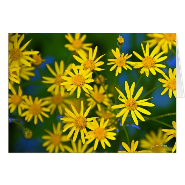 Cartão Ahhh, primavera (Frente Horizontal)