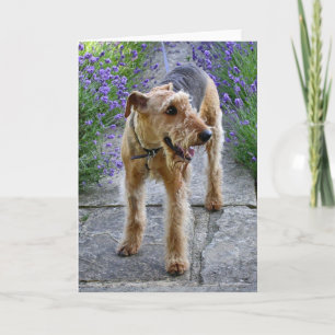 Cartão Airedale Terrier Blank Greeting Card