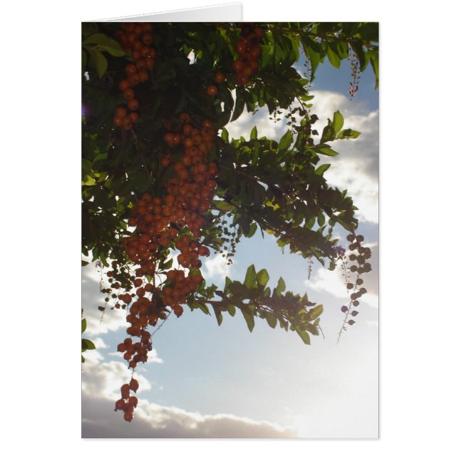 Cartão Airelas do céu (Frente)