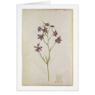 Cartão Ajacis do Delphinium, c.1568