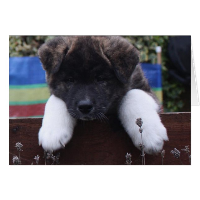 Cartão Akita Cards (Frente Horizontal)