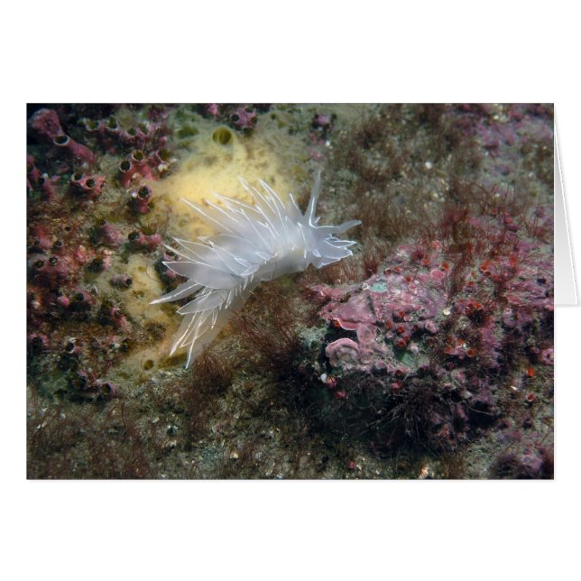 Cartão Alabaster Nudibranch (Frente Horizontal)