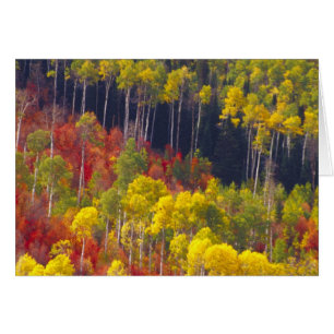 Cartão Álamos coloridos em Logan Canyon Utah no