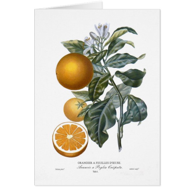 Cartão Alaranjado (Frente)