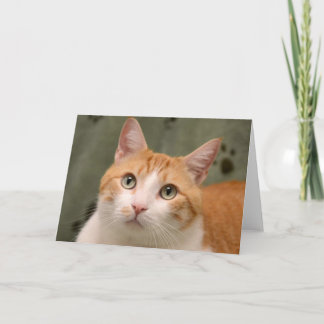 Cartão alaranjado & branco do salvamento do gato