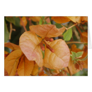 Cartão alaranjado do Bougainvillea