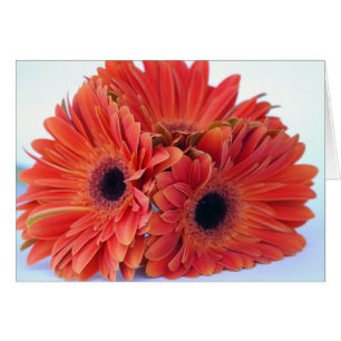 Cartão alaranjado do trio do esmagamento