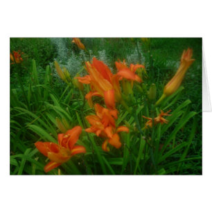 Cartão alaranjado dos hemerocallis