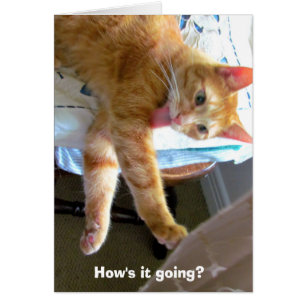 Cartão alaranjado louco do gato