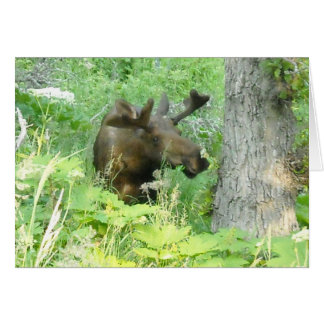 Cartão Alaska Moose