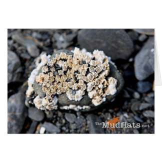 Cartão Alaskan Barnacle