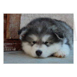 Cartão Alaskan Malamute