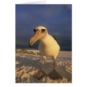 Cartão Albatroz-de-laysan, Diomedea immutabilis),