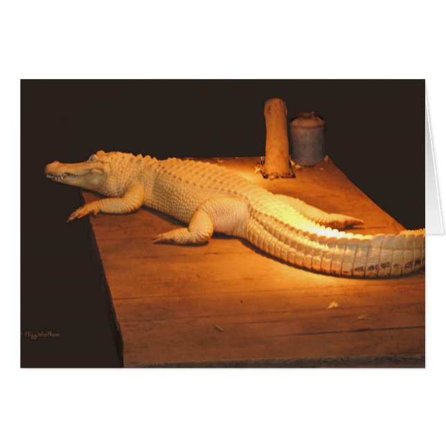 Cartão Albino Alligator (Frente Horizontal)
