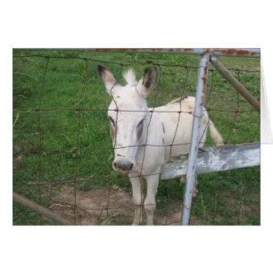 Cartão Albino Donkey