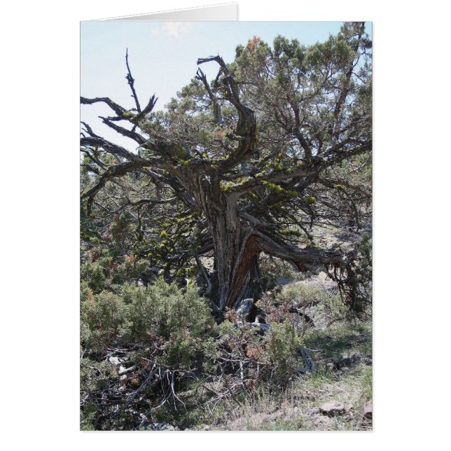 Cartão Alcançar (Frente)