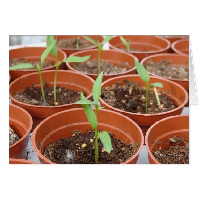 Cartão Alcançar o Sol (Frente Horizontal)