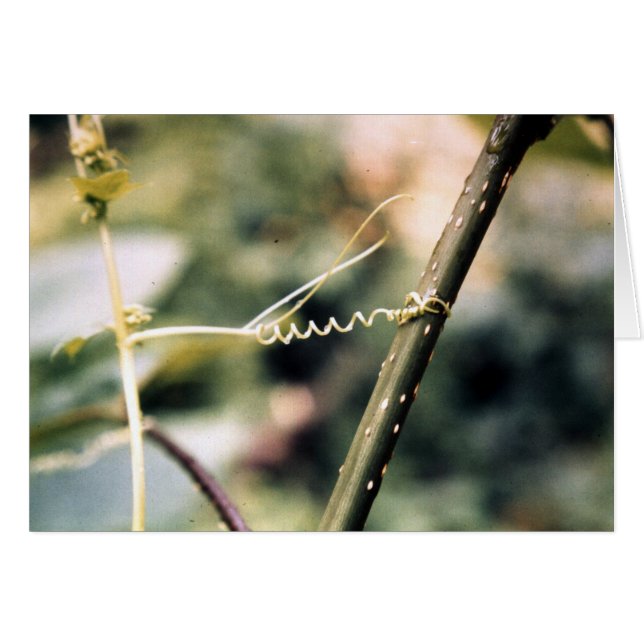 Cartão Alcançar para fora…. (Frente Horizontal)