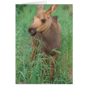 Cartão alce, Alces alces, bezerro recém-nascido em pé